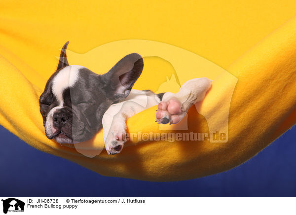 Franzsische Bulldogge Welpe / French Bulldog puppy / JH-06738