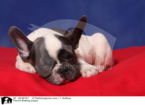 Franzsische Bulldogge Welpe / French Bulldog puppy / JH-06747