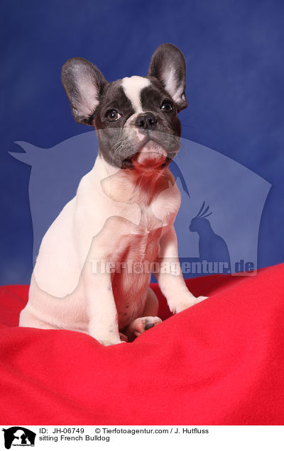 sitzende Franzsische Bulldogge / sitting French Bulldog / JH-06749