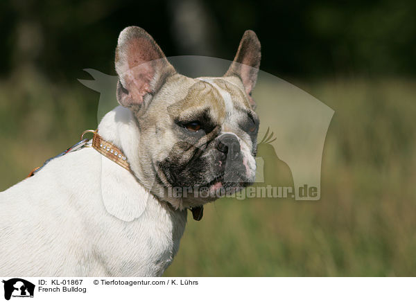 Franzsische Bulldogge / French Bulldog / KL-01867