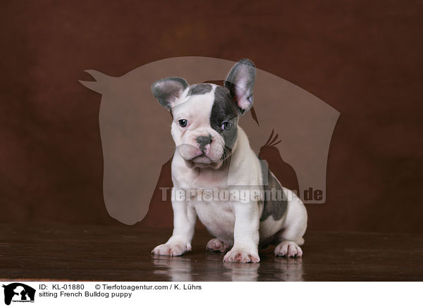 sitzender Franzsische Bulldoggen Welpe / sitting French Bulldog puppy / KL-01880