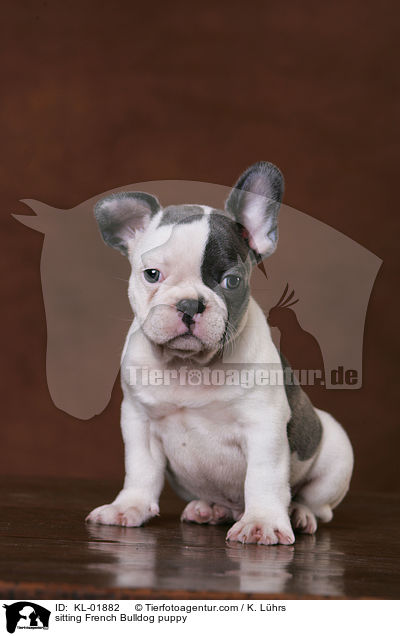 sitzender Franzsische Bulldoggen Welpe / sitting French Bulldog puppy / KL-01882