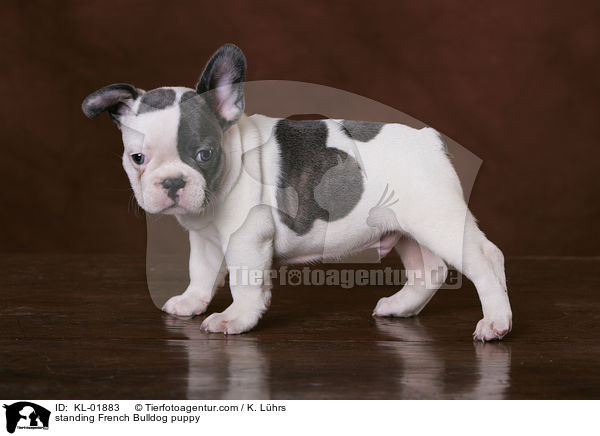 stehender Franzsische Bulldoggen Welpe / standing French Bulldog puppy / KL-01883