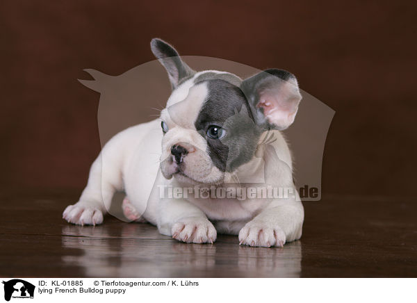 liegender Franzsische Bulldoggen Welpe / lying French Bulldog puppy / KL-01885