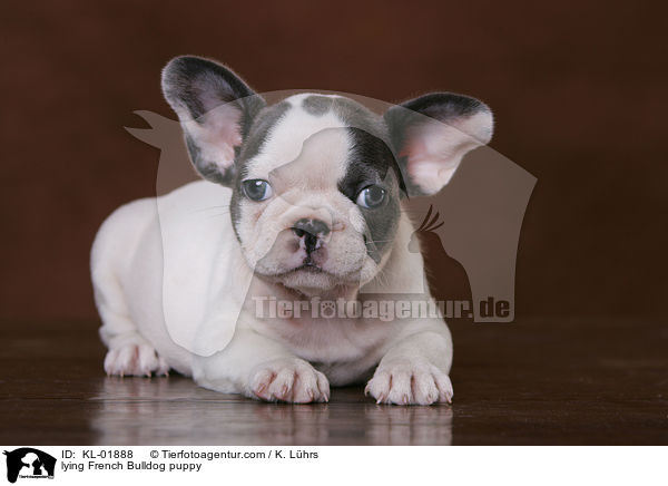 liegender Franzsische Bulldoggen Welpe / lying French Bulldog puppy / KL-01888