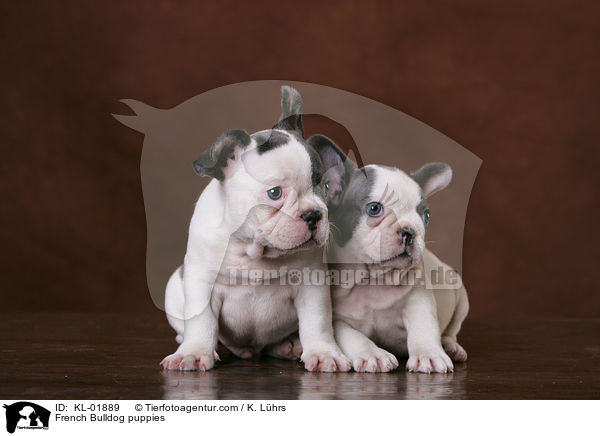 Franzsische Bulldoggen Welpen / French Bulldog puppies / KL-01889
