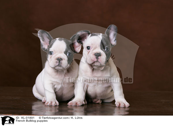 Franzsische Bulldoggen Welpen / French Bulldog puppies / KL-01891
