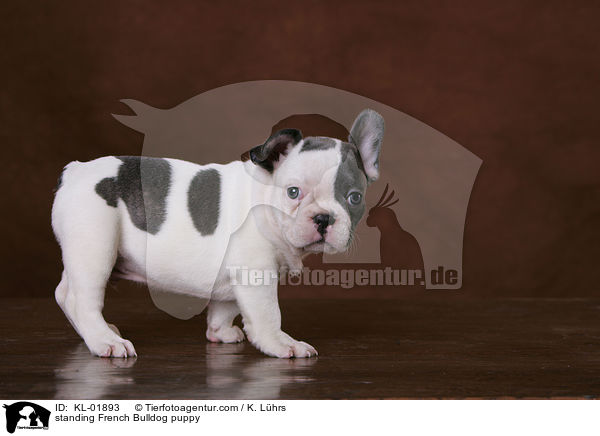 stehender Franzsische Bulldoggen Welpe / standing French Bulldog puppy / KL-01893
