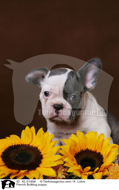 Franzsische Bulldogge Welpe / French Bulldog puppy / KL-01898