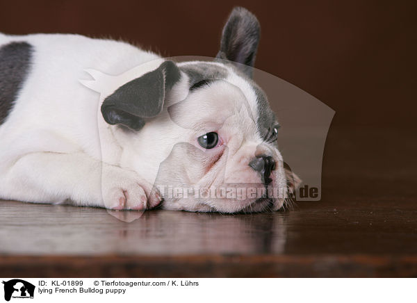 liegender Franzsische Bulldoggen Welpe / lying French Bulldog puppy / KL-01899