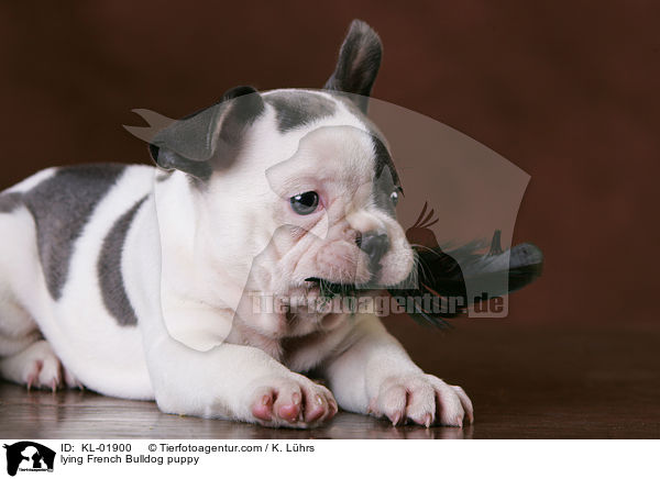 liegender Franzsische Bulldoggen Welpe / lying French Bulldog puppy / KL-01900