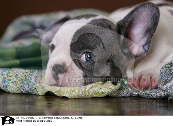 liegender Franzsische Bulldoggen Welpe / lying French Bulldog puppy / KL-01902