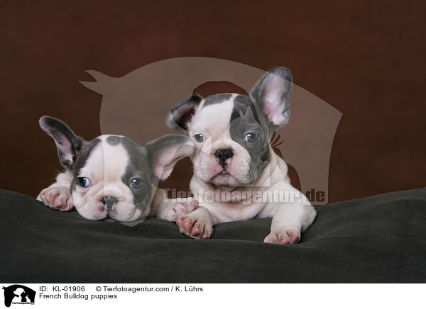 Franzsische Bulldoggen Welpen / French Bulldog puppies / KL-01906