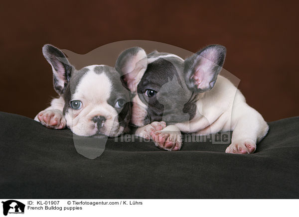 Franzsische Bulldoggen Welpen / French Bulldog puppies / KL-01907