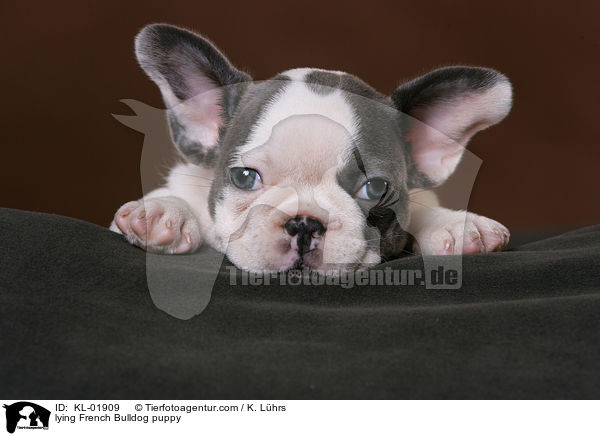 liegender Franzsische Bulldoggen Welpe / lying French Bulldog puppy / KL-01909