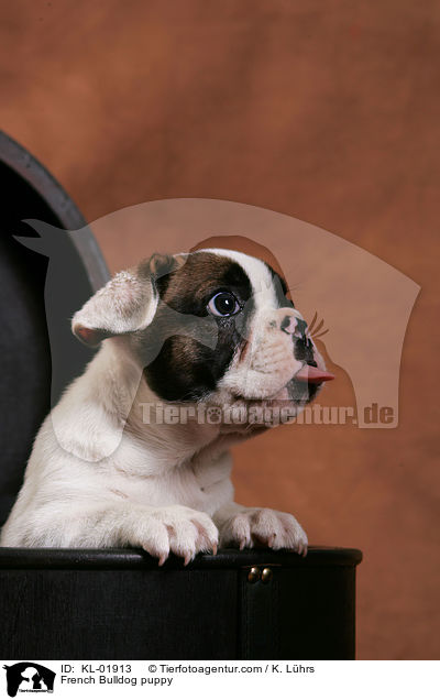 Franzsische Bulldoggen Welpe / French Bulldog puppy / KL-01913