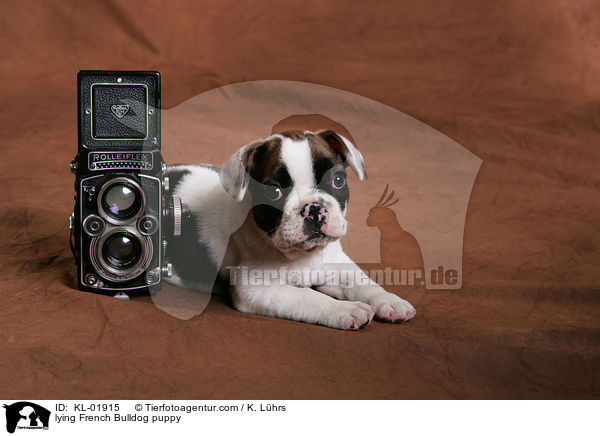liegender Franzsische Bulldoggen Welpe / lying French Bulldog puppy / KL-01915