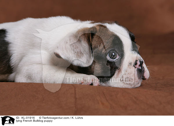 liegender Franzsische Bulldoggen Welpe / lying French Bulldog puppy / KL-01916