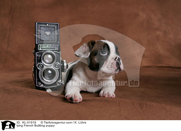 liegender Franzsische Bulldoggen Welpe / lying French Bulldog puppy / KL-01918