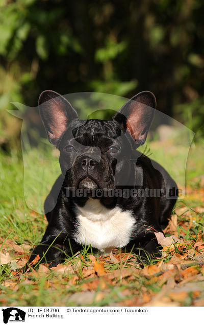 Franzsische Bulldogge / French Bulldog / IF-04796