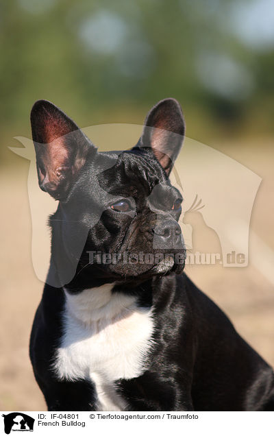 Franzsische Bulldogge / French Bulldog / IF-04801