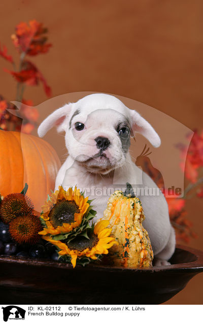 Franzsische Bulldogge Welpe / French Bulldog puppy / KL-02112