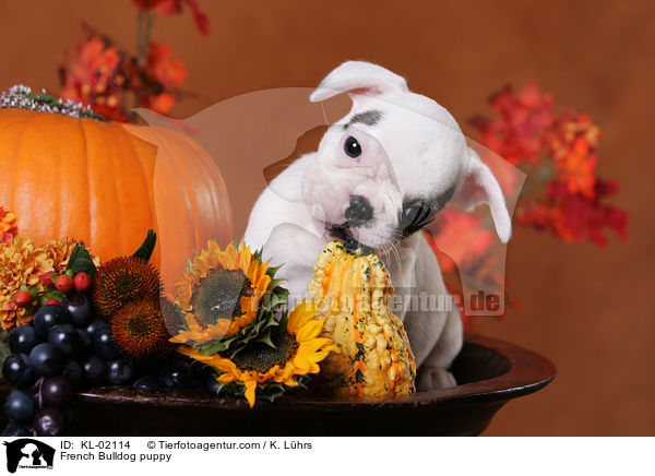 Franzsische Bulldogge Welpe / French Bulldog puppy / KL-02114