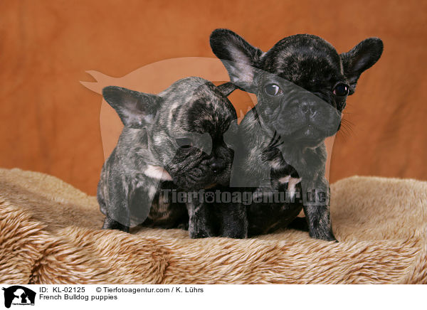 Franzsische Bulldogge Welpen / French Bulldog puppies / KL-02125