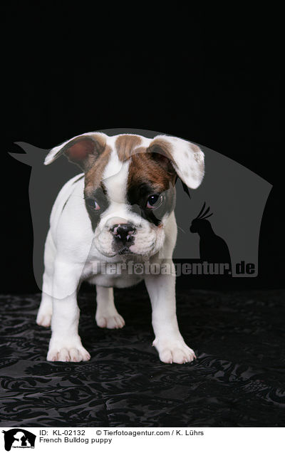 Franzsische Bulldogge Welpe / French Bulldog puppy / KL-02132