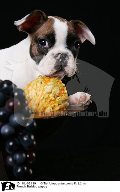 Franzsische Bulldogge Welpe / French Bulldog puppy / KL-02139