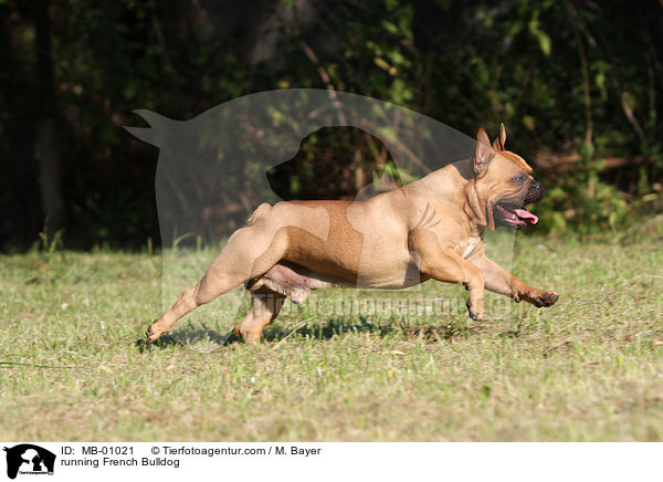 rennende Franzsische Bulldogge / running French Bulldog / MB-01021