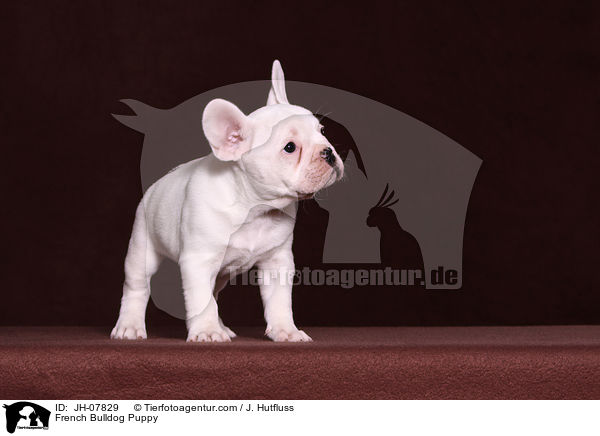 Franzsische Bulldogge Welpe / French Bulldog Puppy / JH-07829