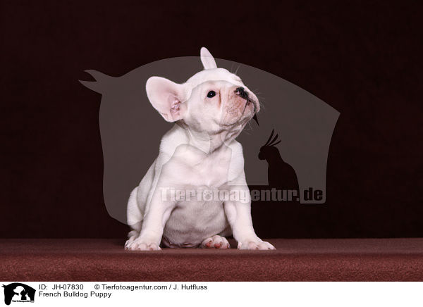 Franzsische Bulldogge Welpe / French Bulldog Puppy / JH-07830