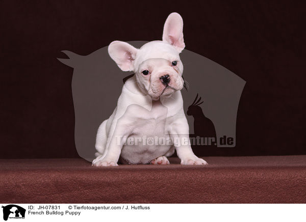 Franzsische Bulldogge Welpe / French Bulldog Puppy / JH-07831
