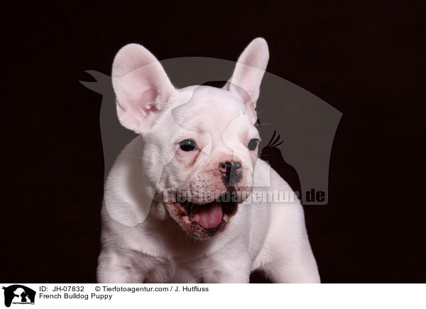 Franzsische Bulldogge Welpe / French Bulldog Puppy / JH-07832