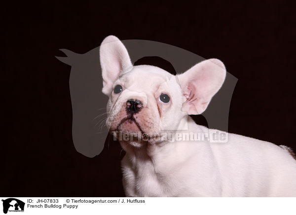 Franzsische Bulldogge Welpe / French Bulldog Puppy / JH-07833