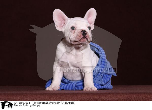 Franzsische Bulldogge Welpe / French Bulldog Puppy / JH-07834
