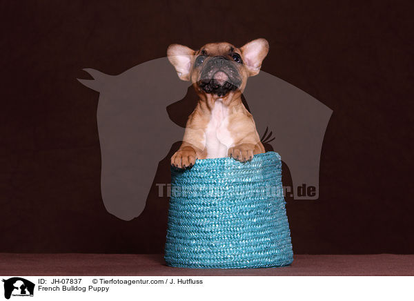 Franzsische Bulldogge Welpe / French Bulldog Puppy / JH-07837