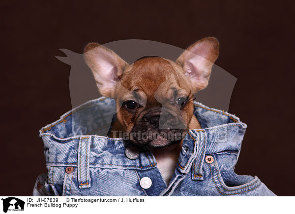Franzsische Bulldogge Welpe / French Bulldog Puppy / JH-07839