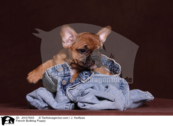 Franzsische Bulldogge Welpe / French Bulldog Puppy / JH-07840