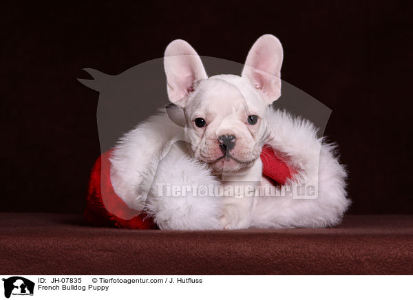 Franzsische Bulldogge Welpe / French Bulldog Puppy / JH-07835