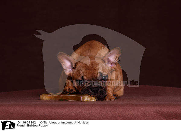 Franzsische Bulldogge Welpe / French Bulldog Puppy / JH-07842