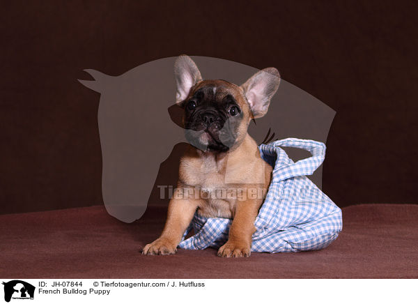 Franzsische Bulldogge Welpe / French Bulldog Puppy / JH-07844