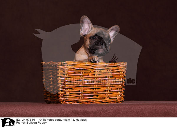 Franzsische Bulldogge Welpe / French Bulldog Puppy / JH-07846