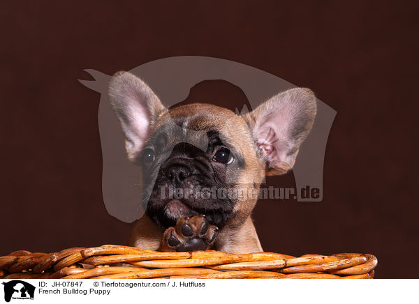 Franzsische Bulldogge Welpe / French Bulldog Puppy / JH-07847
