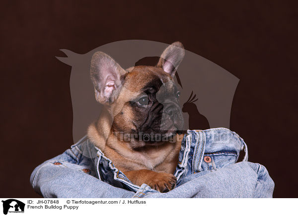 Franzsische Bulldogge Welpe / French Bulldog Puppy / JH-07848
