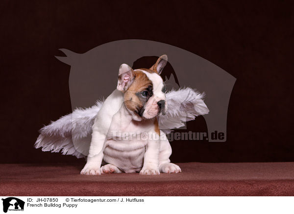 Franzsische Bulldogge Welpe / French Bulldog Puppy / JH-07850