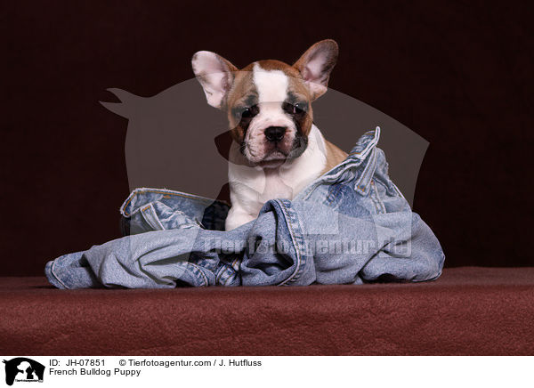 Franzsische Bulldogge Welpe / French Bulldog Puppy / JH-07851