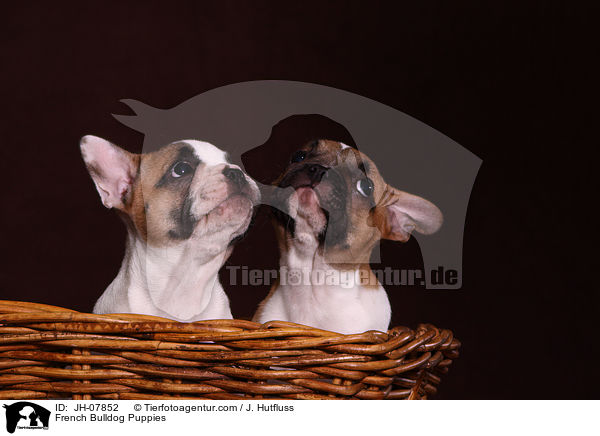 Franzsische Bulldogge Welpen / French Bulldog Puppies / JH-07852