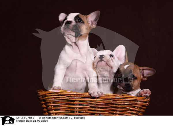 Franzsische Bulldogge Welpen / French Bulldog Puppies / JH-07853